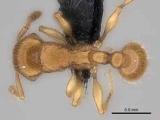 Tetramorium monticola specimen CASENT0077172 image casent0077172_1