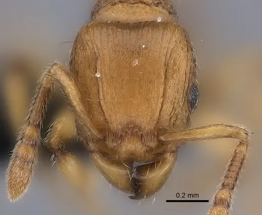 Tetramorium monticola specimen CASENT0077172 image casent0077172_2