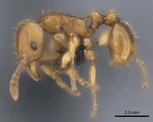 Tetramorium monticola specimen CASENT0077172 image casent0077172_3