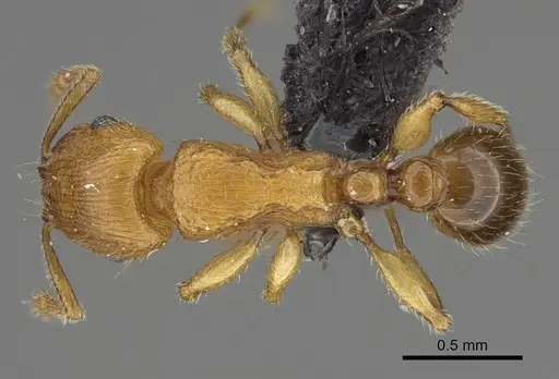 Tetramorium monticola specimen CASENT0152401 image casent0152401_1