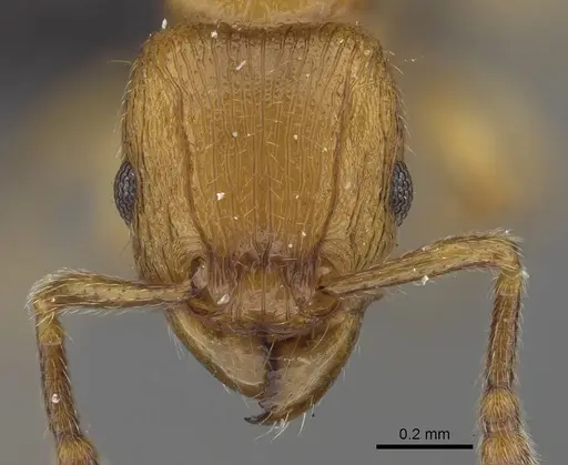 Tetramorium monticola specimen CASENT0152401 image casent0152401_2