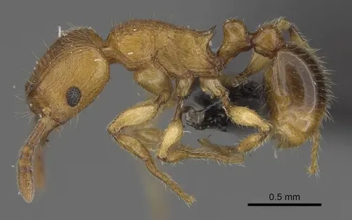 Tetramorium monticola specimen CASENT0152401 image casent0152401_3