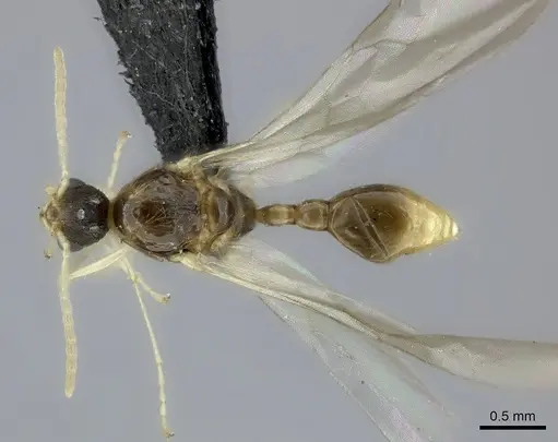 Tetramorium monticola specimen CASENT0152408 image casent0152408_1