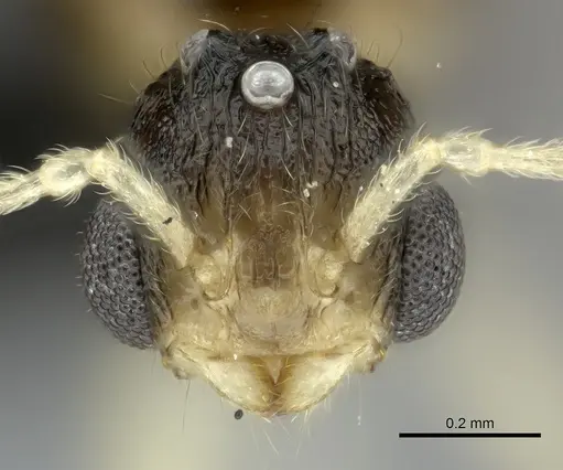 Tetramorium monticola specimen CASENT0152408 image casent0152408_2