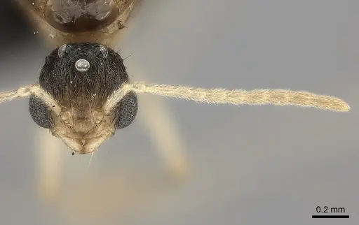 Tetramorium monticola specimen CASENT0152408 image casent0152408_3