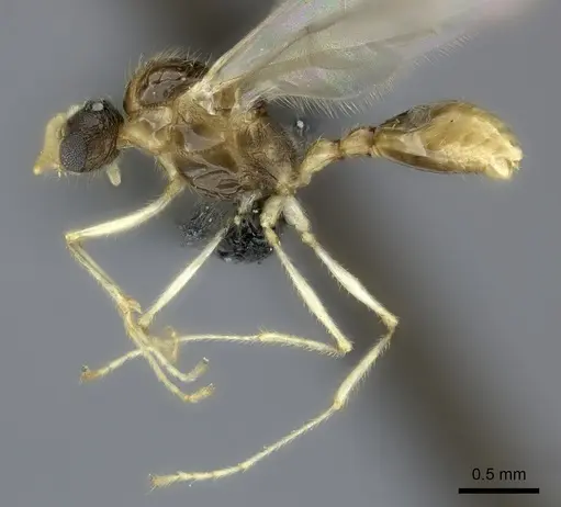 Tetramorium monticola specimen CASENT0152408 image casent0152408_4