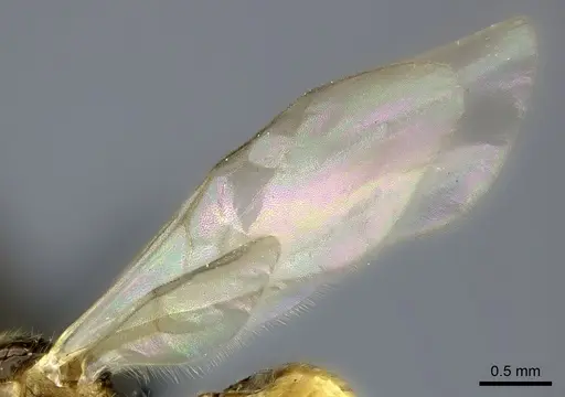 Tetramorium monticola specimen CASENT0152408 image casent0152408_5