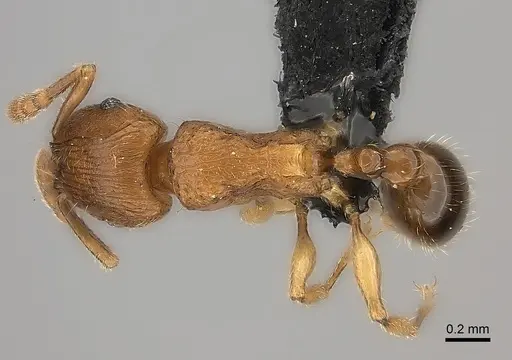 Tetramorium monticola specimen CASENT0152427 image casent0152427_1