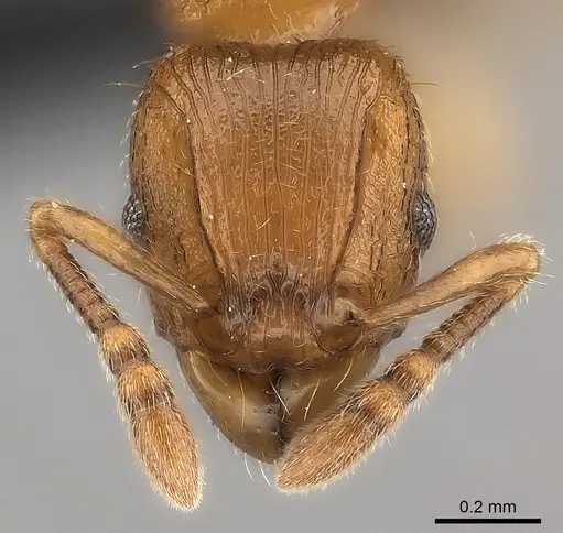 Tetramorium monticola specimen CASENT0152427 image casent0152427_2