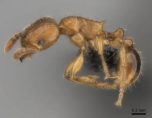 Tetramorium monticola specimen CASENT0152427 image casent0152427_3