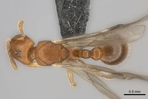 Tetramorium monticola specimen CASENT0152431 image casent0152431_1
