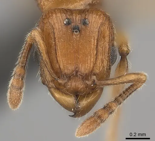 Tetramorium monticola specimen CASENT0152431 image casent0152431_2