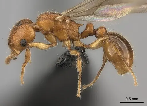 Tetramorium monticola specimen CASENT0152431 image casent0152431_3