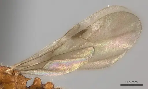 Tetramorium monticola specimen CASENT0152431 image casent0152431_4