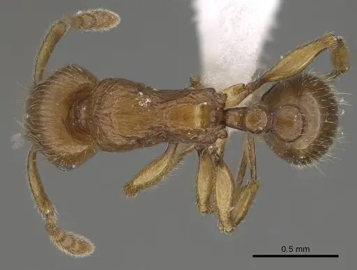 Tetramorium monticola specimen CASENT0189057 image casent0189057_1