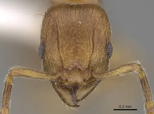 Tetramorium monticola specimen CASENT0189057 image casent0189057_2
