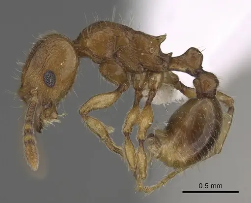 Tetramorium monticola specimen CASENT0189057 image casent0189057_3