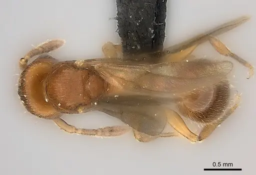 Tetramorium monticola specimen CASENT0495510 image casent0495510_1