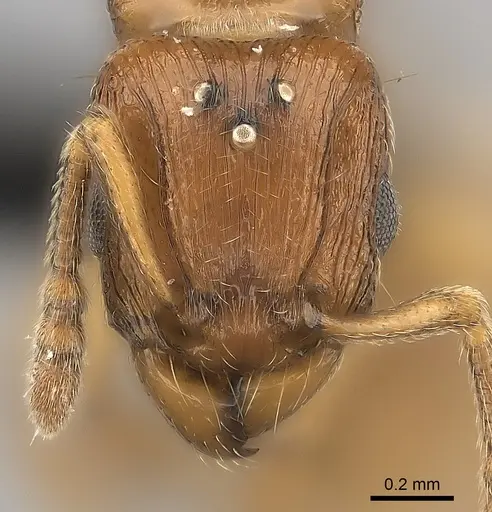 Tetramorium monticola specimen CASENT0495510 image casent0495510_2