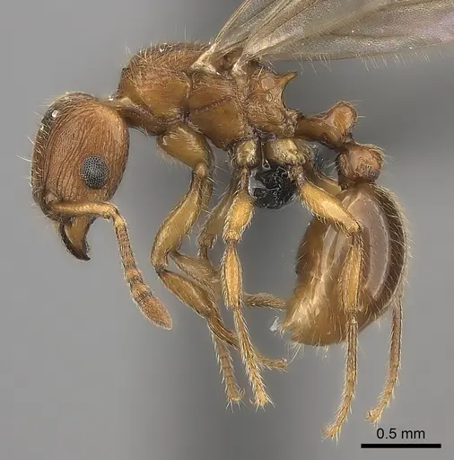 Tetramorium monticola specimen CASENT0495510 image casent0495510_3