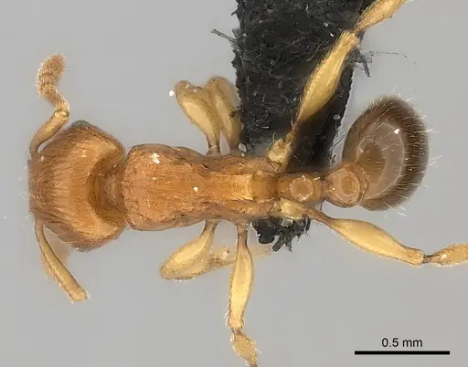 Tetramorium monticola specimen CASENT0497970 image casent0497970_1
