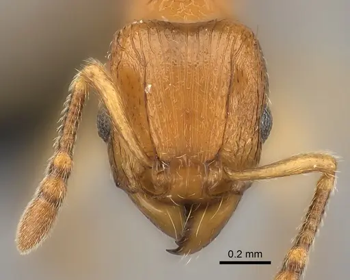 Tetramorium monticola specimen CASENT0497970 image casent0497970_2