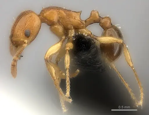 Tetramorium monticola specimen CASENT0497970 image casent0497970_3