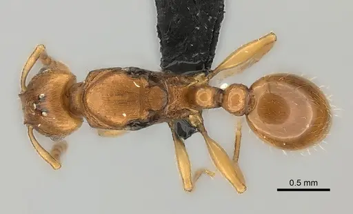 Tetramorium monticola specimen CASENT0499762 image casent0499762_1
