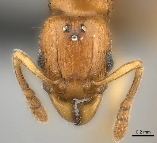 Tetramorium monticola specimen CASENT0499762 image casent0499762_2