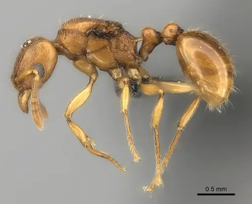 Tetramorium monticola specimen CASENT0499762 image casent0499762_3