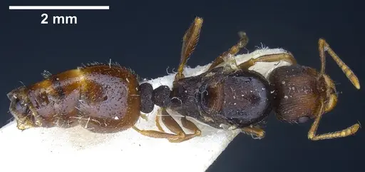 Tetramorium moravicum specimen ANTWEB1041302 image antweb1041302_1