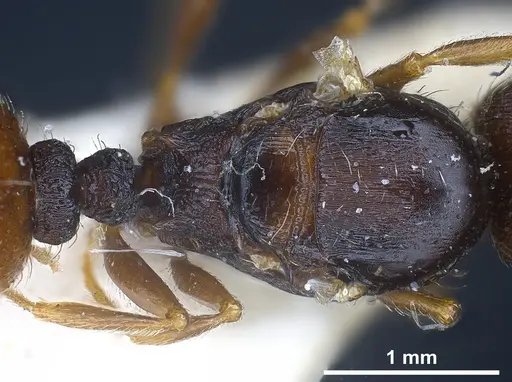 Tetramorium moravicum specimen ANTWEB1041302 image antweb1041302_2