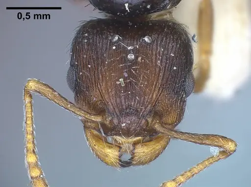 Tetramorium moravicum specimen ANTWEB1041302 image antweb1041302_3