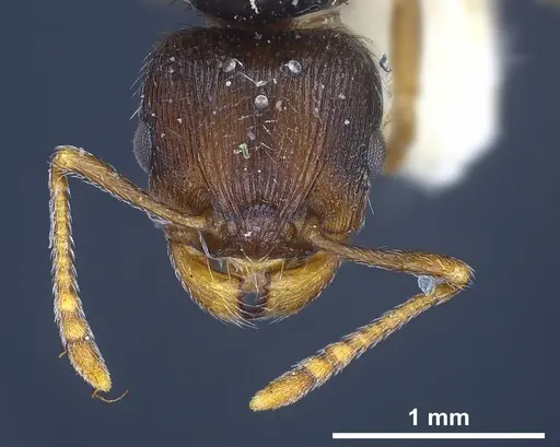 Tetramorium moravicum specimen ANTWEB1041302 image antweb1041302_4