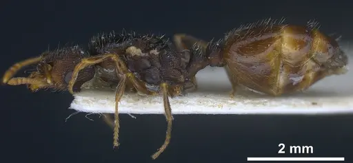 Tetramorium moravicum specimen ANTWEB1041302 image antweb1041302_5