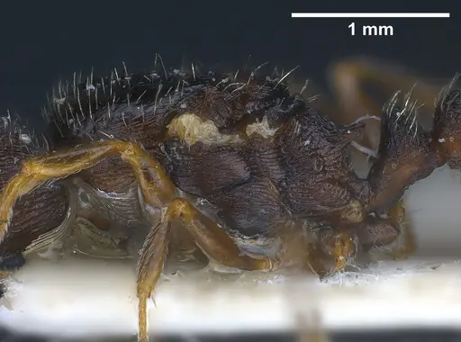 Tetramorium moravicum specimen ANTWEB1041302 image antweb1041302_6