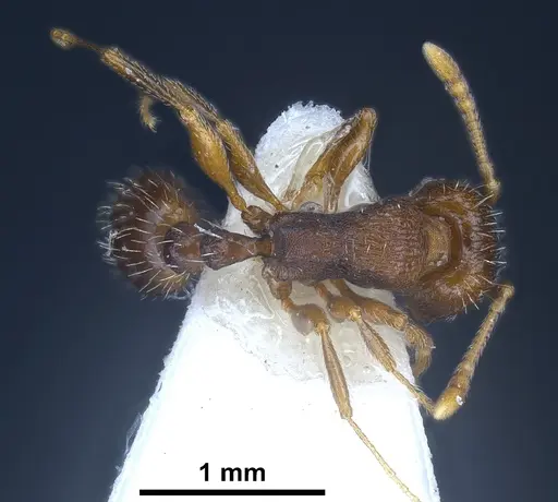 Tetramorium moravicum specimen ANTWEB1041304 image antweb1041304_1