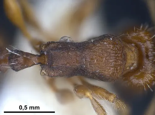 Tetramorium moravicum specimen ANTWEB1041304 image antweb1041304_2
