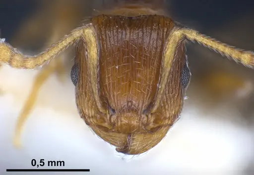 Tetramorium moravicum specimen ANTWEB1041304 image antweb1041304_3