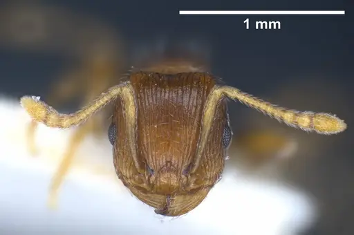 Tetramorium moravicum specimen ANTWEB1041304 image antweb1041304_4