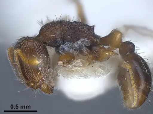 Tetramorium moravicum specimen ANTWEB1041304 image antweb1041304_5