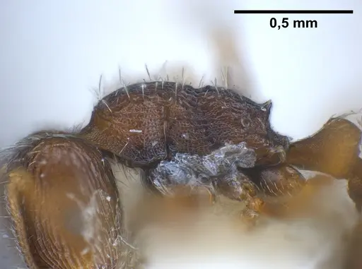 Tetramorium moravicum specimen ANTWEB1041304 image antweb1041304_6