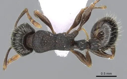 Tetramorium moravicum specimen CASENT0281564 image casent0281564_1