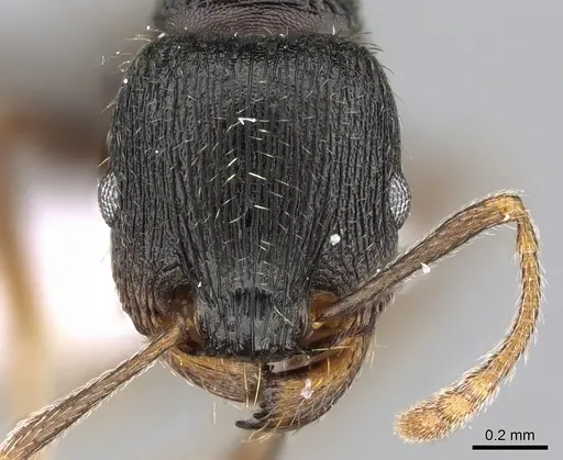 Tetramorium moravicum specimen CASENT0281564 image casent0281564_2