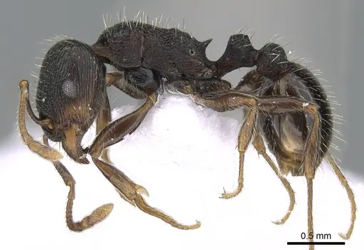 Tetramorium moravicum specimen CASENT0281564 image casent0281564_3