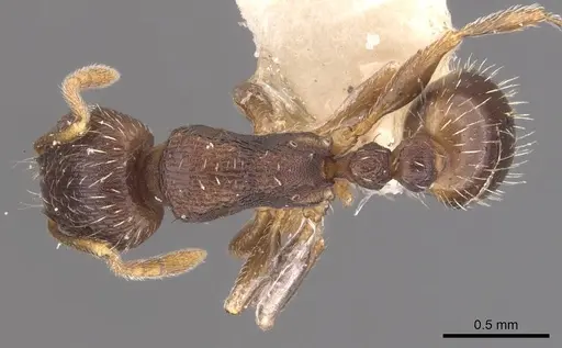 Tetramorium moravicum specimen CASENT0905777 image casent0905777_1