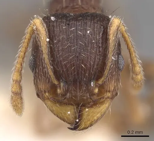 Tetramorium moravicum specimen CASENT0905777 image casent0905777_2