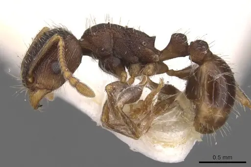 Tetramorium moravicum specimen CASENT0905777 image casent0905777_3