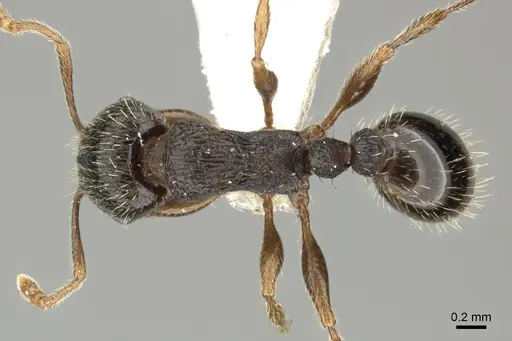 Tetramorium moravicum specimen CASENT0906714 image casent0906714_1
