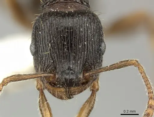 Tetramorium moravicum specimen CASENT0906714 image casent0906714_2